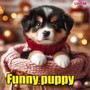 Funny puppy