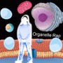 Organelle Rap