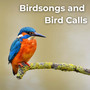 Birdsongs And Bird Calls