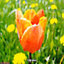 Tulip Dance