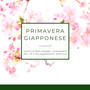 Primavera Giapponese - Musica per hanami, cerimonia del tè, e rilassamento mentale