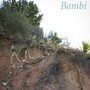 Bambi (Explicit)