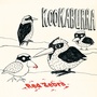 Kookaburra