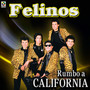 Rumbo A California - Felinos