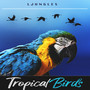 Tropical Birds