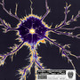 Neuronal