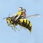 How to Escape from a Wasp