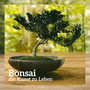 Bonsai - die Kunst zu Leben; Zen-Zustand, Meditation, Yogamusik, Orientalische Klänge, Beruhigende Musik, Entspannung