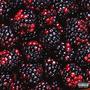 mixedberries.2 (Explicit)