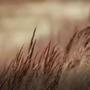 Whisper In The Wind