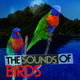 The Sounds of Birds