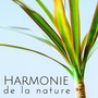Harmonie de la nature - Sons de pluie, Ambiance de la nature, Musique d'ambience, Détente & Relaxation