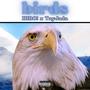 birds (feat. Tayjada) [Explicit]