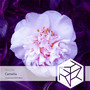 Camellia (0555 Extended Remix)