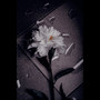 Now I'm Alone