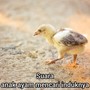 Suara Anak Ayam Mencari Induknya