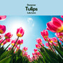 Tulips (feat. Lulu Love)