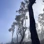 Eucalyptus Mist