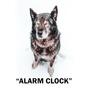 Alarm Clock (Explicit)