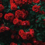 Bed Of Roses (Explicit)