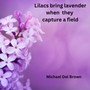 Lilacs bring lavender when they capture a field