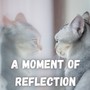 A Moment of Reflection