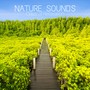 Nature Sounds: Oasis of Relaxation, Buddhist Meditation Music, Connect with Nature, Yoga for Core Strength