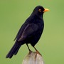 Black Bird
