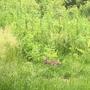 theremin bzzzzzzzzzz (Explicit)