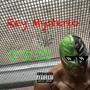 Rey Mysterio (feat. LSF Tonii) [Explicit]