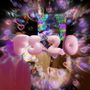 F5 2.0 (Explicit)