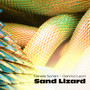 Sand Lizard