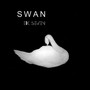 Swan