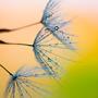 Dew