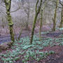 Forest Awakening (Spring)