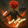 Rose from the Ashes (Explicit)