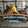 Suara Kenari Nembak Panjang (Live)