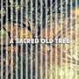 A Sacred Old Tree