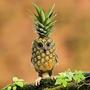 Pineapple Owl