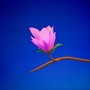 magnolia (Explicit)