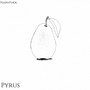 Pyrus