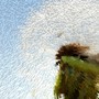 Blowball