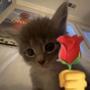 MEOWNTHEM (feat. Lanesaw)