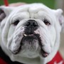 Georgia Bulldogs on My Mind