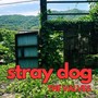 stray dog