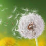 Dandelion Angels