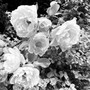 Roses Won't Do (Live)