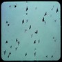 Birds in Flight