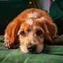 Gentle Beats for Dogs: Calming Music