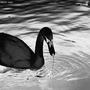 BLACK SWAN (Explicit)